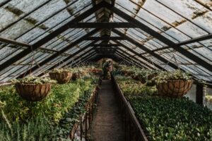 Gesund gärtnern im Gewächshaus: Klima, Hygiene und Bewegung